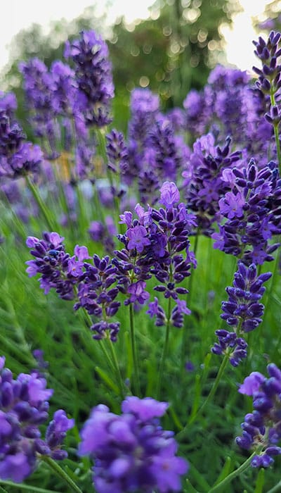 Lavender in bloom